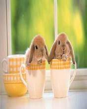 pic for BunnyCups