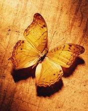 pic for Butterfly