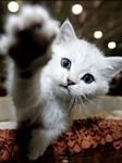 pic for Cat))