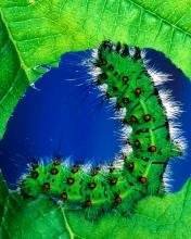 pic for Caterpillar