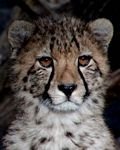 pic for Cheetah