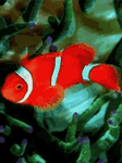 pic for ClownFish