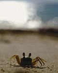 pic for Crab