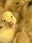 pic for DUCKLING
