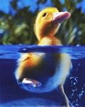 pic for Duck