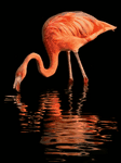 pic for Flamingo