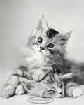 pic for Kittens