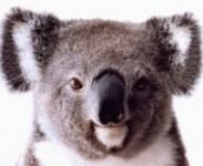 pic for Koala