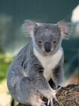 pic for Koala.