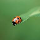 pic for Ladybug