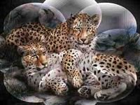 pic for Leopards