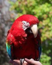 pic for Macaw