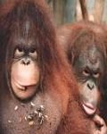 pic for Orangutang