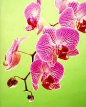 pic for Orchid