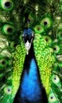 pic for Peacock