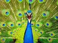 pic for Peacock