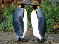 pic for Penguin