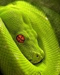 pic for Python