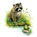 pic for Racoon