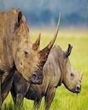 pic for Rhinos