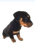 pic for Rottweiler