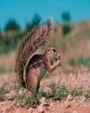 pic for Squirrel