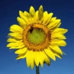 pic for Sunflower
