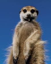 pic for Suricate