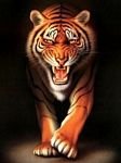 pic for TIGER