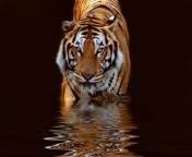 pic for Tiger