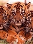 pic for Tigers