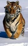 pic for Tigre