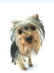 pic for Yorkie