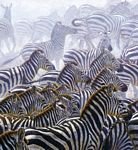 pic for Zebras