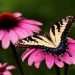 pic for borboleta