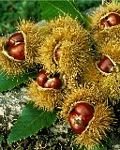 pic for chestnuts