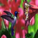 pic for colibri