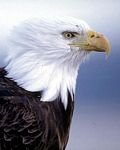 pic for eagle