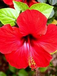 pic for hibiscus