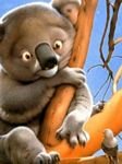 pic for koala