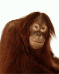 pic for orangutan