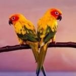 pic for parrots