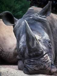pic for rinoceronte