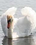pic for swan