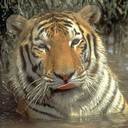 pic for tiger