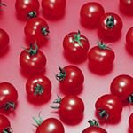 pic for tomato