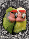 pic for Agapornis
