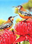 pic for Bird