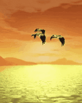 pic for Birds