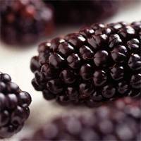 pic for Blackberries